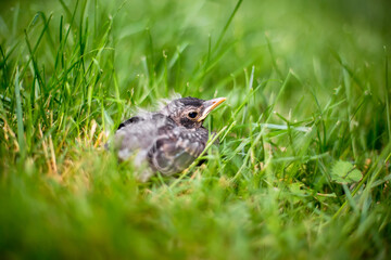 Obraz premium A young American Robin fledgling in the grass