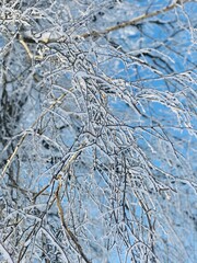 Frost on Tree Branches, Close Up Photo for Christmas and Winter Holidays, Selective Focus