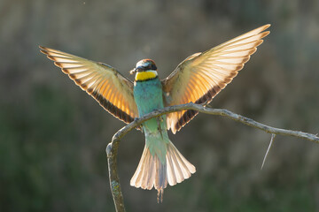 European bee-eater - Merops apiaster landing on perched with spread wings at dark background. Photo from Vetren in Dobruja, Bulgaria.