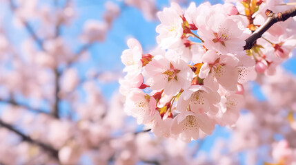 Delicate cherry blossoms floating in the air, their soft pink petals dancing in the breeze, under the clear blue sky of a peaceful spring day. Generative ai.