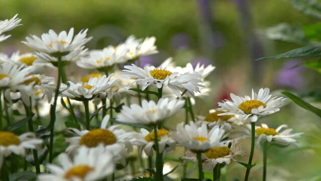 A bush of white daisies in the garden. Summer flower. Gardening. Buds close up. Chamomile petals. Floral background. Flora plant