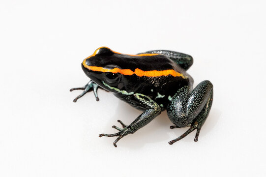 Golfodulcean Poison Frog // Gestreifter Blattsteiger, Gestreifter Pfeilgiftfrosch (Phyllobates vittatus)