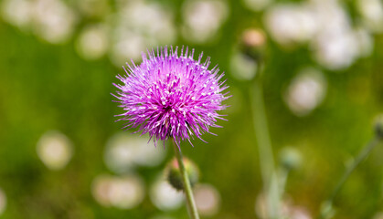 flora nature. bright blooming flower in nature. flower. flowering nature closeup. macro of flowering plant. purple exotic flower. natural flower plant. beautiful nature