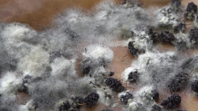 White mold on spoiled food. The mulberries are moldy. Bad food background.
