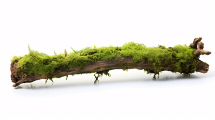 Naklejka premium Fresh green moss on rotten branch isolated on white background