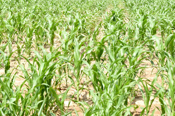 in the photo shoots of young corn