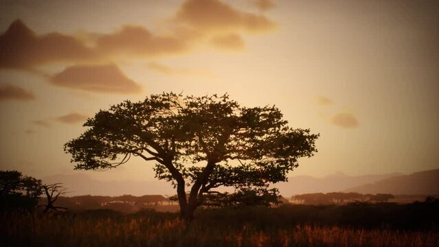 Enchanting sunset amidst the untamed savannah. The sun hides behind the silhouette of a wild African acacia tree. Time-lapse captures this magical moment, allowing you to savor the beauty of nature. 