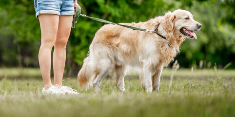 Girl with golden retriever dog on leash walking at nature. Young woman legs and purebred pet doggy...