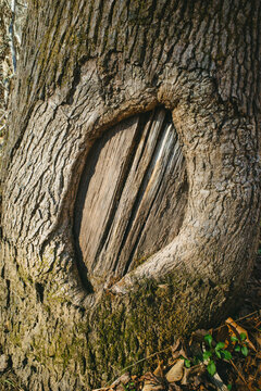 An eye-shaped hole in the bark of a tree