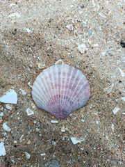 shell on the beach