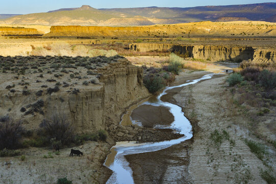 cattle drink along the Rio Puerco, a river running through the Rio Puerco Valley near the ghost town of Guadalupe, New Mexico