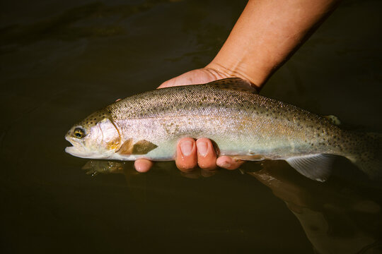 A hand holds a large trout above the water on the Pecos River, NM - Powered by Adobe