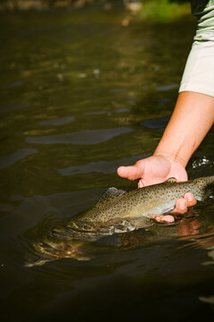 An angler's hand releasing a trout on the Pecos River, NM