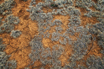 Barbed wire against desert plants and dirt