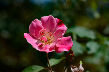 Obraz premium A pink flower, with its petals open, illuminated by sunlight, with its green leaves and delicate thorns, adorns the garden.