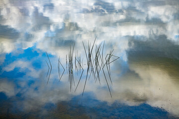 grasses in a lake with clouds reflected in calm water