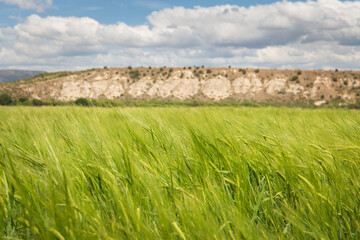 Barley field in the wind below white cliffs in Verde Valley, Arizona