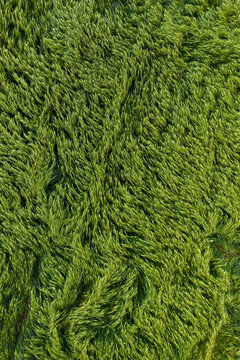 Aerial view of green barley fields swaying in the wind
