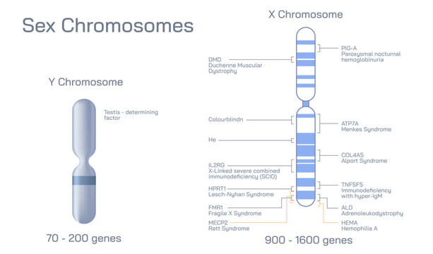 Tyeps of chromosome, Acrocentric, telocentric, submetacentric, metacentric, DNA helix vector illustration. Microbiology images. Male and female chromatins.