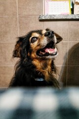 portrait of a dog looking for delicous