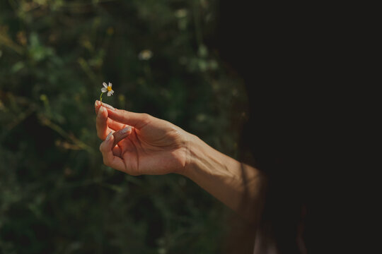 Flor Margarita En La Mano De Una Mujer