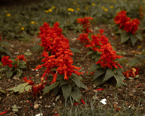 Salvia splendens, commonly known as scarlet sage, is a dazzling and vibrant flowering plant that commands attention with its striking beauty.