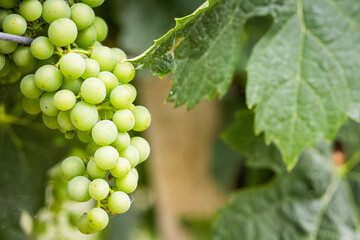 Unripe grapes in the vineyard. Bunches among the leaves on a sunny day
