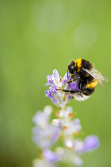 Bumblebee collecting nectar on lavender on a sunny summer day