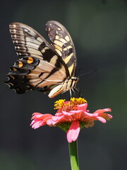 Yellow butterfly in pink flower. 