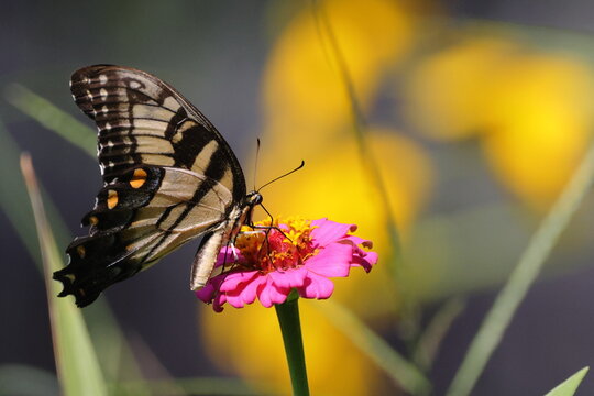 Yellow butterfly in pink flower. 