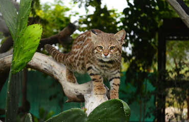 A pampas cat looking at the camera and walking on a branch