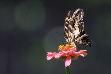 Yellow butterfly in pink flower. 