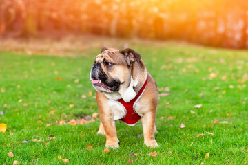 Obraz premium Funny beautiful classic Red English British Bulldog Dog out for a walk looking up sitting in the grass in forest on sunny day at sunset