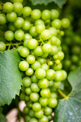 Unripe grapes in the vineyard. Bunches among the leaves on a sunny day
