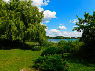 Die Trauerweide am Nesselpfuhl in Lychen
