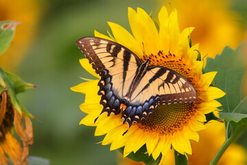 Yellow butterfly on sunflower. 