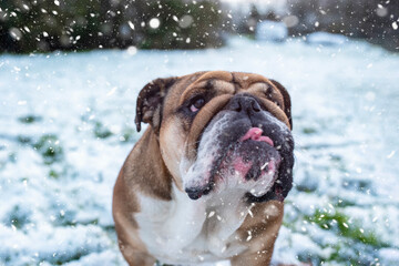 Red English British Bulldog in orange harness out for a walk standing on the snow in sunny day