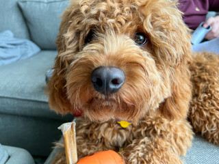 A cute red colored Cavapoo puppy eating a treat.