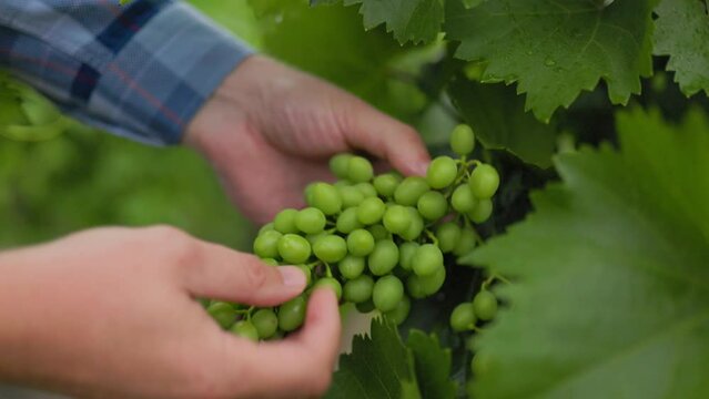 Close up on wine farmer hands checking and reviewing young grapes. Process of wine growing male hands examine the green grapes and vine during cultivation and harvesting