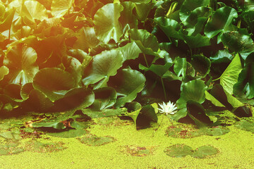 Pond with many trees at a sunset, blurred background, white water lily
