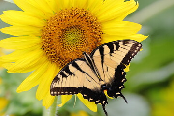 Yellow butterfly on sunflower. 