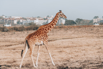 Obraz premium Giraffes in Nairobi National Park Kenya. Skyline in background
