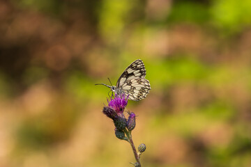 Butterfly meadow. There are butterflies and insects on the flowers and grass.
