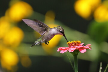 Fototapeta na wymiar Hummingbird feeding on pink flower. 