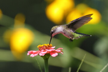 Plakat Hummingbird feeding on pink flower. 