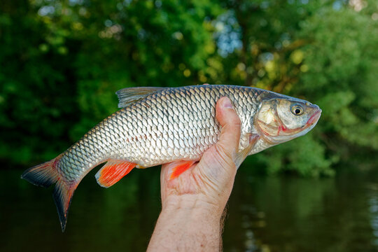 Chub in fisherman's hand, summer river