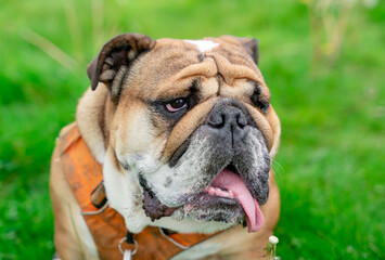 Obraz premium Funny beautiful classic Red English British Bulldog Dog out for a walk looking up sitting in the grass in forest on sunny day at sunset