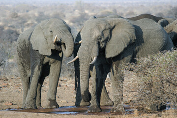 Naklejka premium elephants in the wild