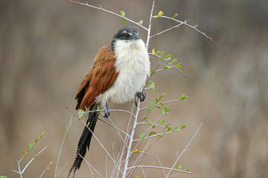 burchells coucal on branch