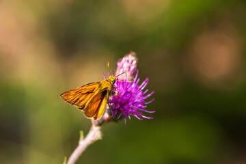 Butterfly meadow. There are butterflies and insects on the flowers and grass.